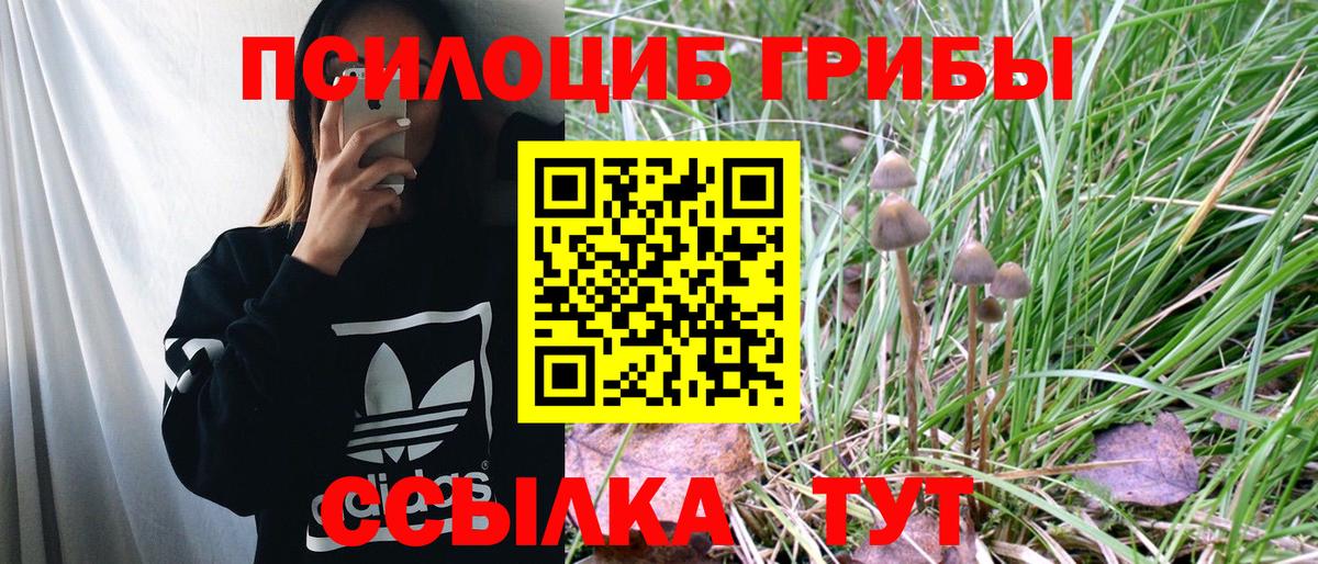 Галлюциногенные грибы Psilocybe Карталы
